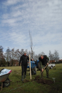 perenboom-planten